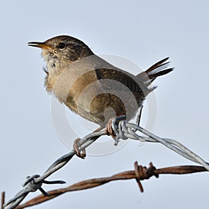 Wren, Scientific name: Troglodytidae Family: Troglodytidae Swainson, 1832