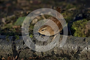 Wren, Scientific name: Troglodytidae Family: Troglodytidae Swainson, 1832