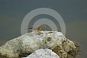 A Wren on a shoreline rock