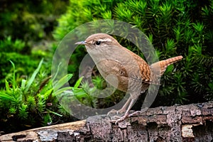 Wren sitting on a tree trunk