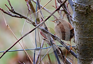 Wren on tee branch n country park.