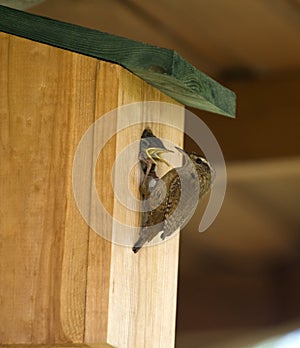 Wren (Troglodytes troglodytes)