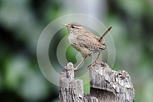 Wren, Troglodytes troglodytes