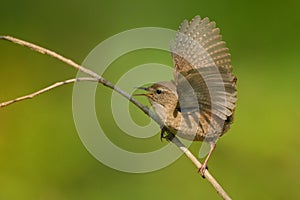 The wren Troglodytes troglodytes