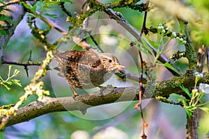 Wren (Troglodytes troglodytes) looking back from it's perch, taken in the UK