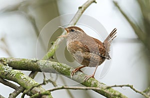 A pretty Wren Troglodytes troglodytes perched on the branch in a tree singing.