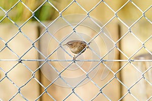 Wren (Troglodytes troglodytes) perched on a fence, taken in London, England