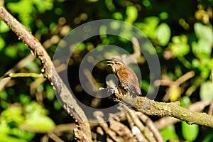 Wren (Troglodytes troglodytes) perched and singing, taken in the UK