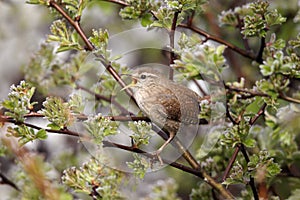 Wren, Troglodytes troglodytes