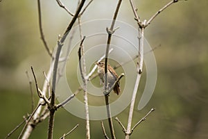 Wren Troglodytidae