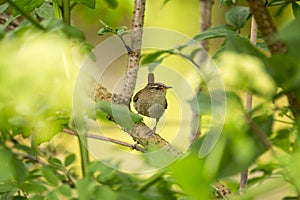 Wren Troglodytidae