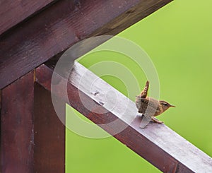 Wren on vernada