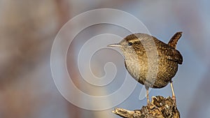 Wren on Wooden Log