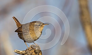 Wren on Wooden Log