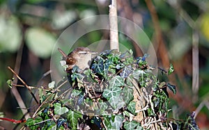 Wrens foraging for food in the woods