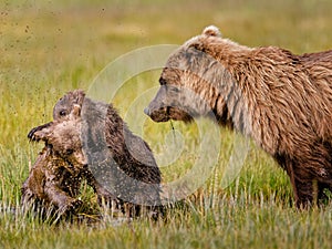 Wrestling bear cubs