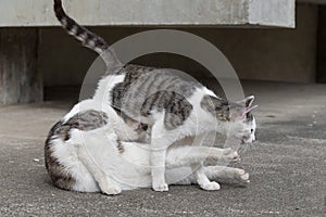 Wrestling between chubby cats.