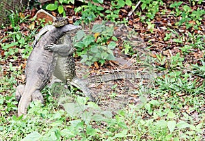 Wrestling Monitor-Lizards