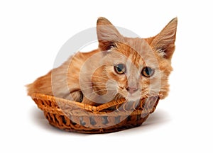 Wretched red cat in basket photo
