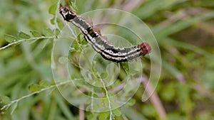 The wriggling caterpillar on a shrub