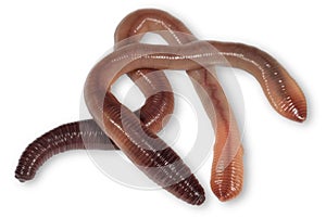 Wriggling earthworms on white background