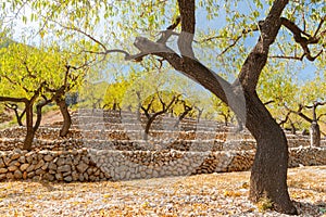 Wriggly dark barked stems of almond trees