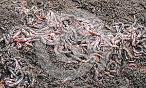 Wriggly worms in a bed of compost made from worm casts photo