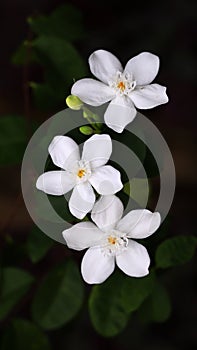 Wrightia antidysenterica aka white angel flower