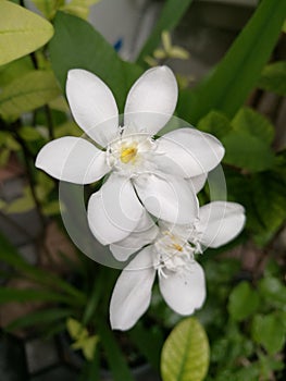 Wrightia antidysenterica, beautiful white flower