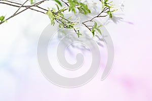 Wrightia antidysenterica branch of leaf and white flower on soft background.