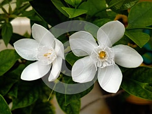 Wrightia antidysenterica flower