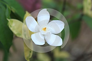 Wrightia antidysenterica flower