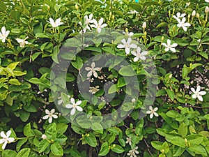 Wrightia antidysenterica flower in garden,Blossom little white flowers on green bush