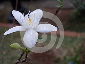 Wrightia antidysenterica flowers