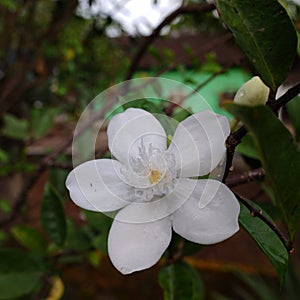 The Wrightia antidysenterica flowers in the garden