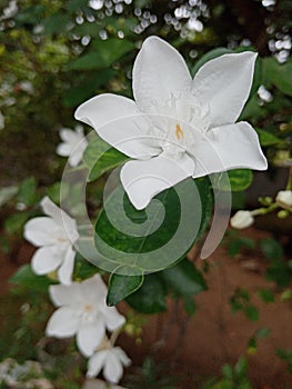 Wrightia antidysenterica (Idda) flower in Sri Lanka
