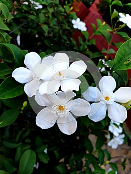 Wrightia antidysenterica  or snowflake flower,  or snow plant