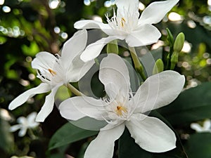 Wrightia antidysenterica (Walidda in Sinhalese), beautifull white wild flower.