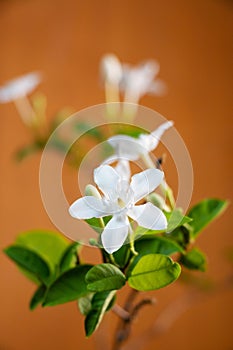 Wrightia antidysenterica white flower on blurred background