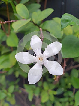 Wrightia antidysentericaPlant