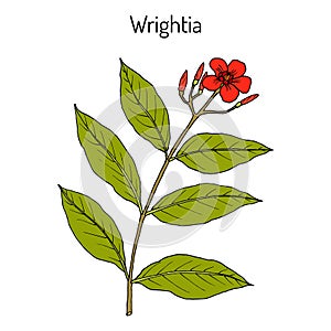 Wrightia coccinea, medicinal plant