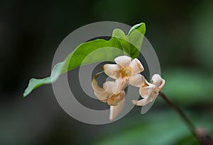 Wrightia dubia ,orange flower is blooming on tree and on nature background