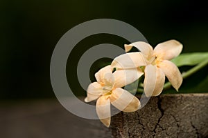 Wrightia dubia ,orange flower on nature background