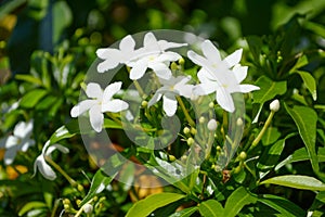 Wrightia flower in nature garden