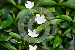 Wrightia isolate on blackground in sping sumer photo