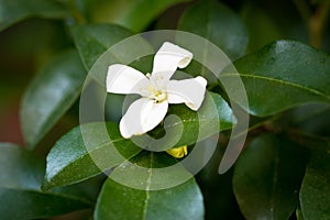 Wrightia isolate on blackground in sping sumer