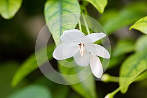 Wrightia isolate on blackground in sping sumer