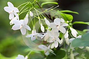 Wrightia isolate on blackground in sping sumer