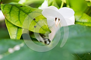 Wrightia isolate on blackground in sping sumer