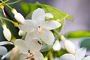 Wrightia isolate on blackground in sping sumer